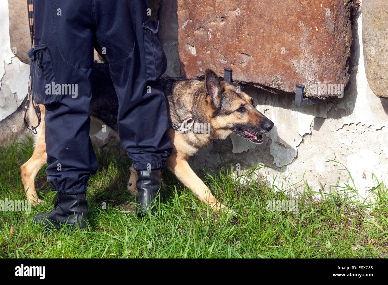 Polizeihund sucht Sprengstoff, Ein deutscher Hirte inspiziert ein Objekt, Polizeihund schnüffelt Sprengstoff, Mann und Hund Stockfoto