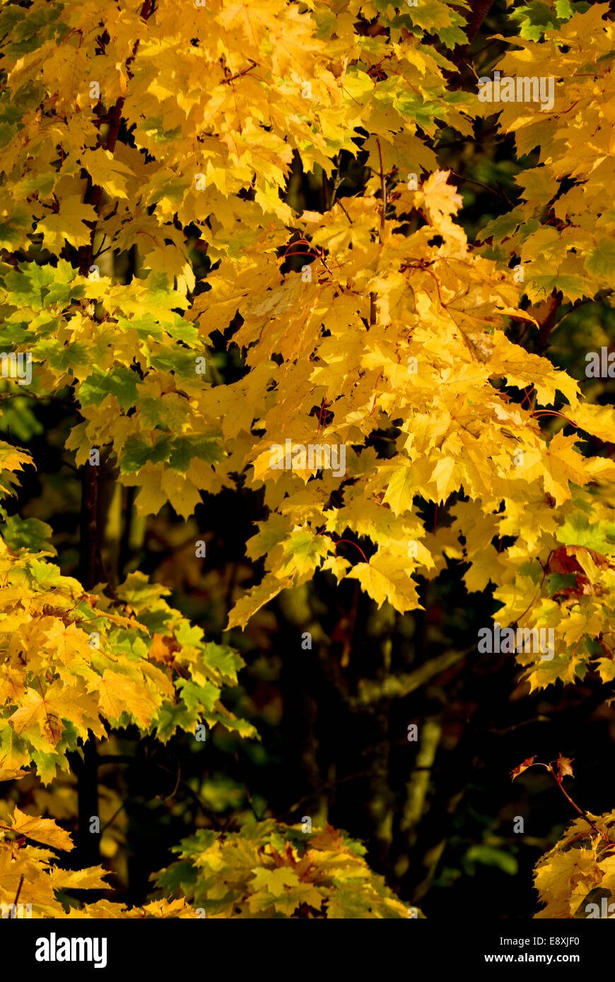 Blätter im Herbst Stockfoto