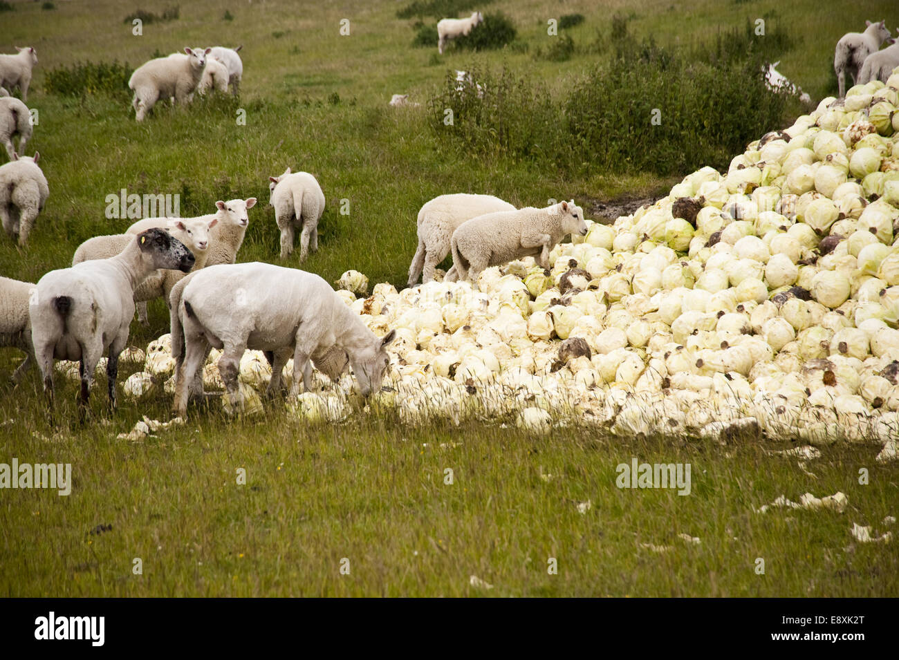 Schaf und Kohl Stockfoto