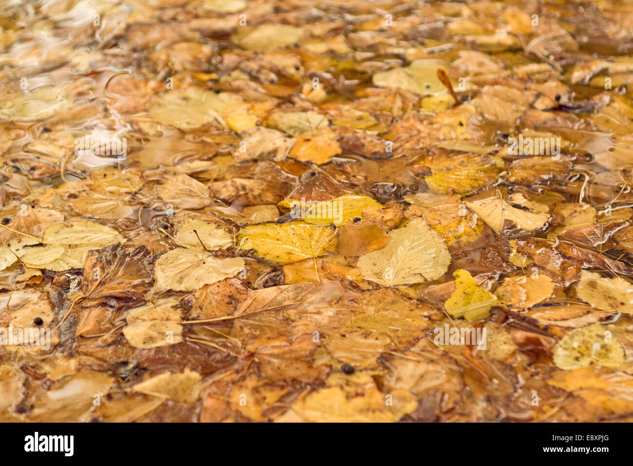 Trocken gefallene Herbstlaub als natürlichen Fall Muster oder Hintergrund Stockfoto