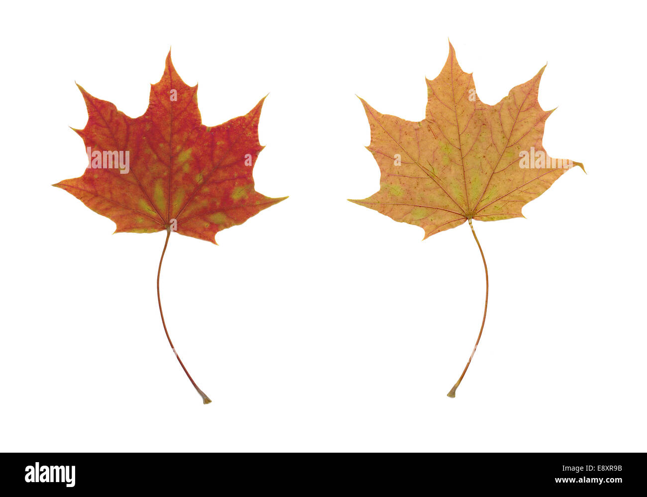 Herbst Blatt Stockfoto