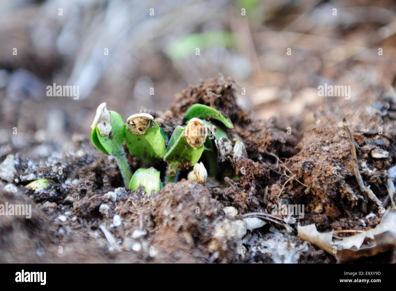 Sprießende Kürbiskerne Stockfoto