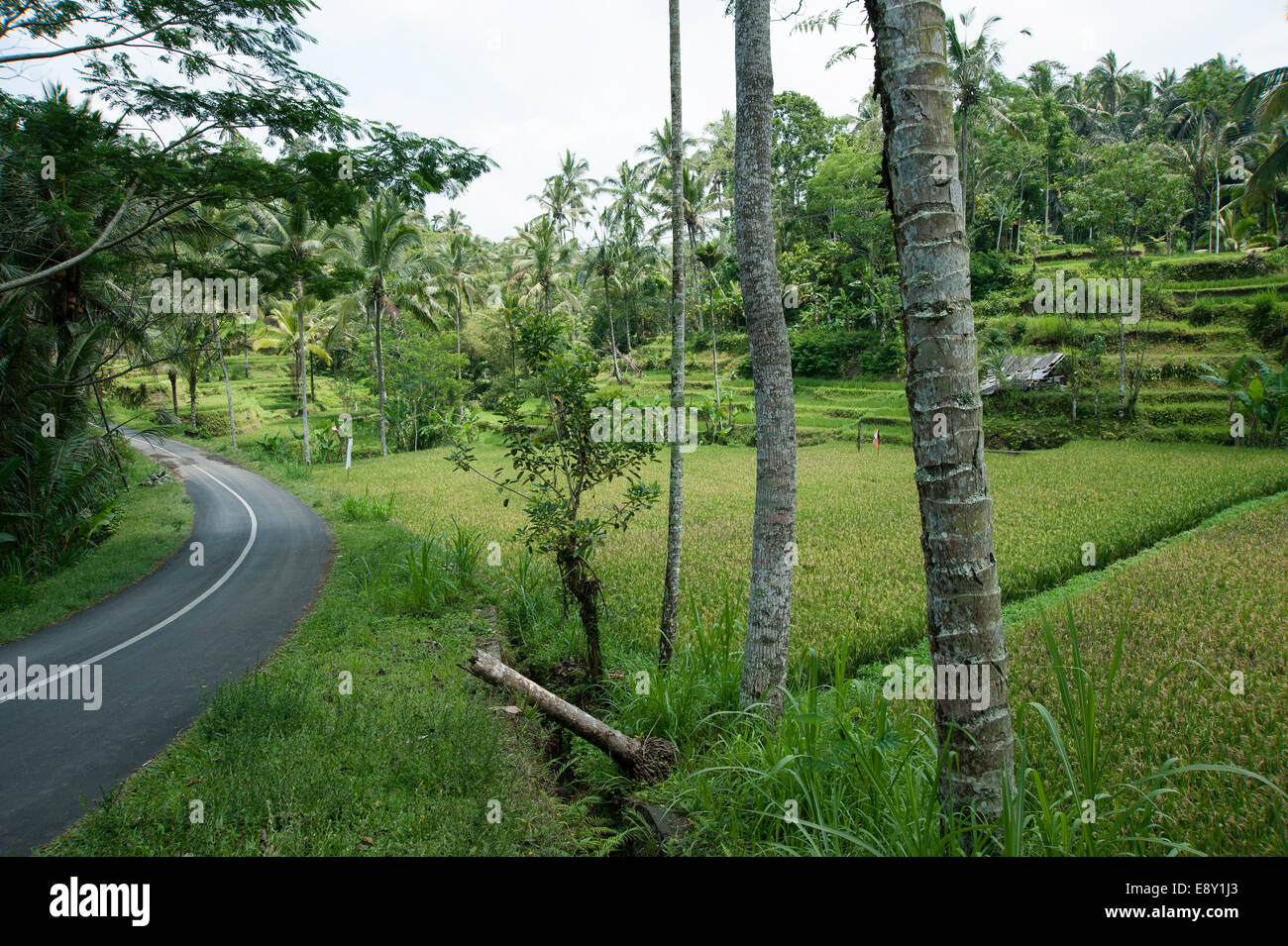 Straße in der Nähe von Ubud, Bali. Stockfoto