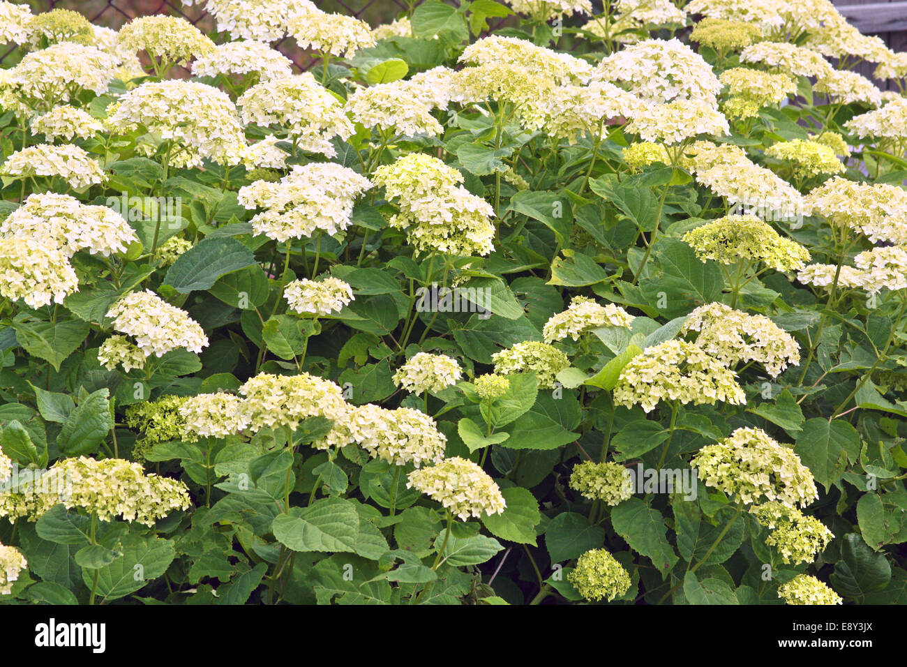 Weiße Hortensie Strauch in voller Blüte Stockfotografie Alamy