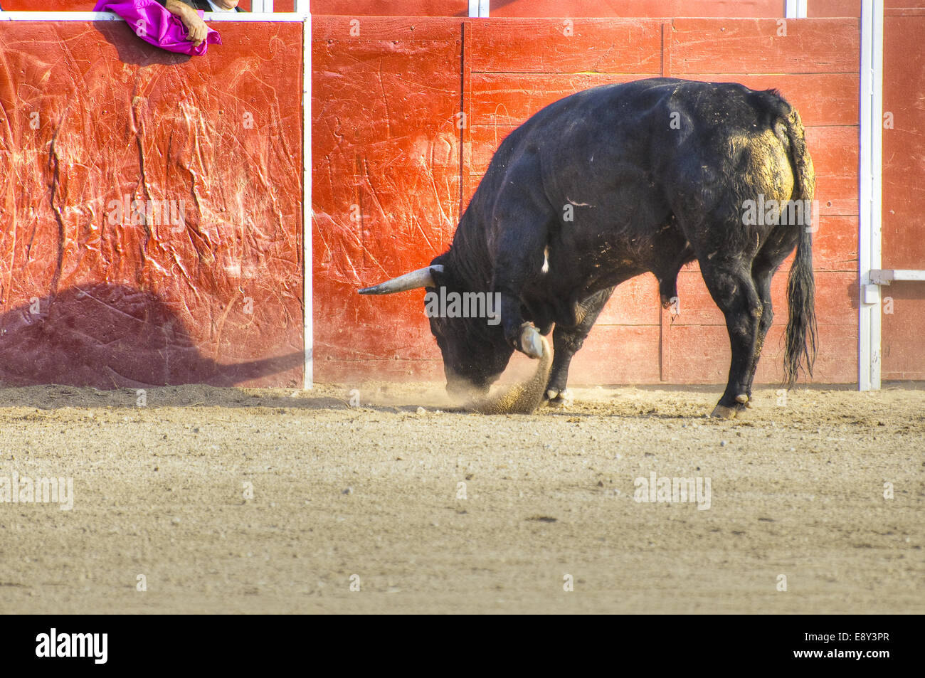 Fighting Bull Bild aus Spanien. Schwarzen Stier Stockfoto