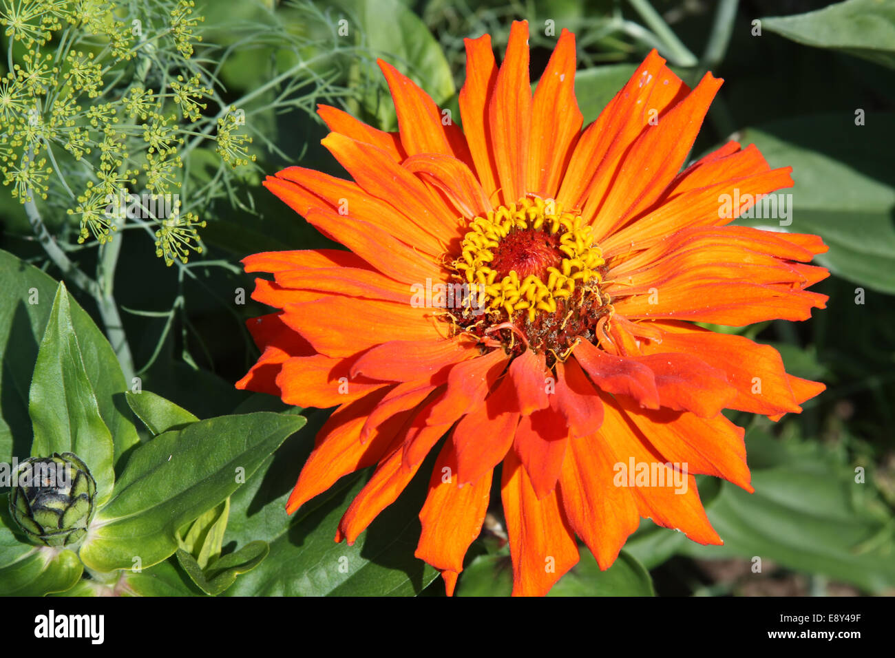 Orange Zinnia Blume Stockfoto