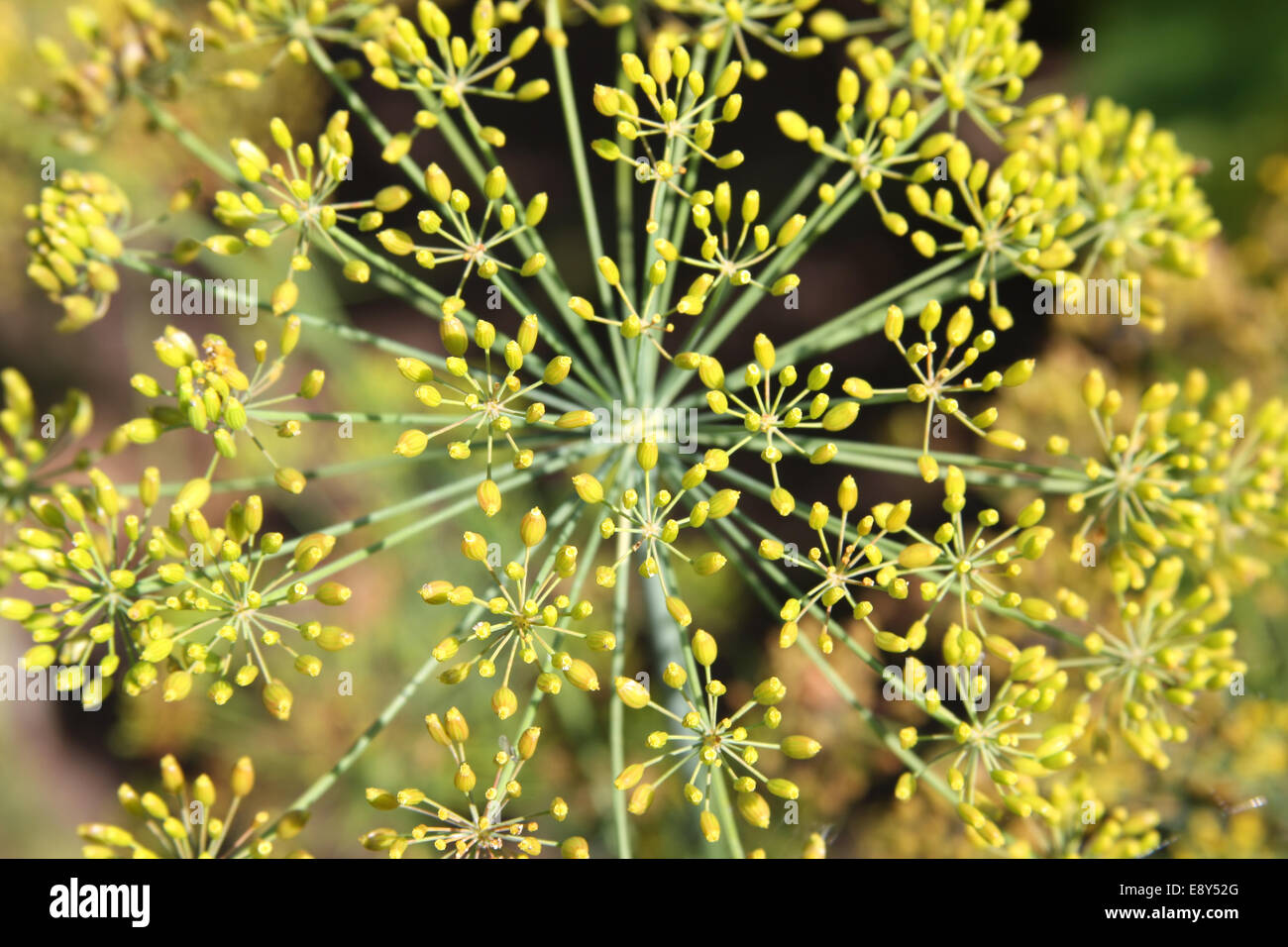 Dill Blütenstand in Nahaufnahme Stockfoto