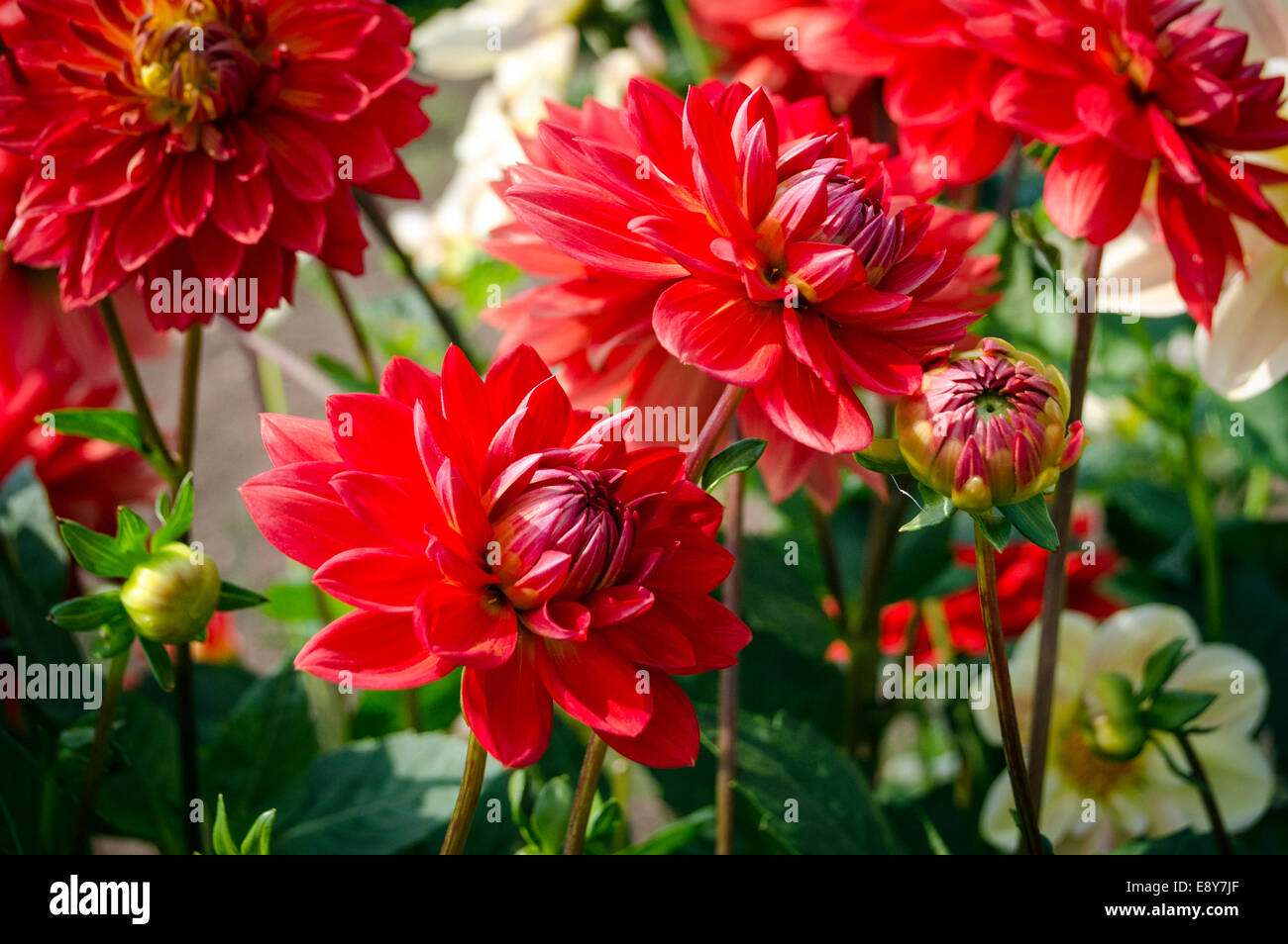 Rote Dahlien Stockfoto