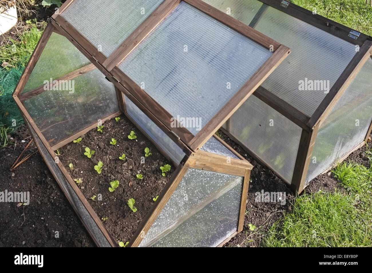 Tragbare Folientunnel in einem Garten in Cornwall, Großbritannien verwendet für den Anbau von Winter-Salat Stockfoto