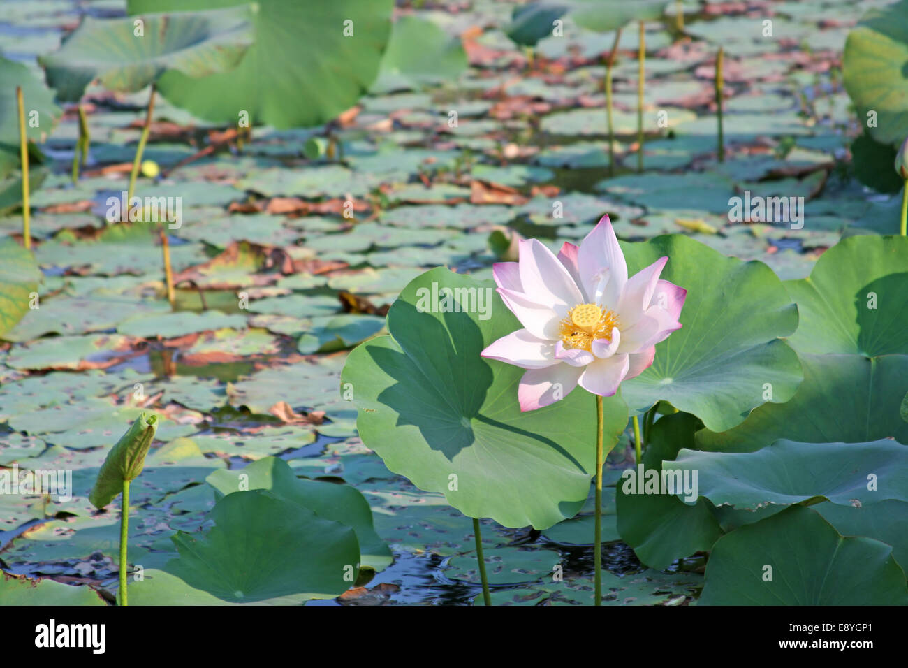 Lotus - Symbol der Schönheit Stockfoto