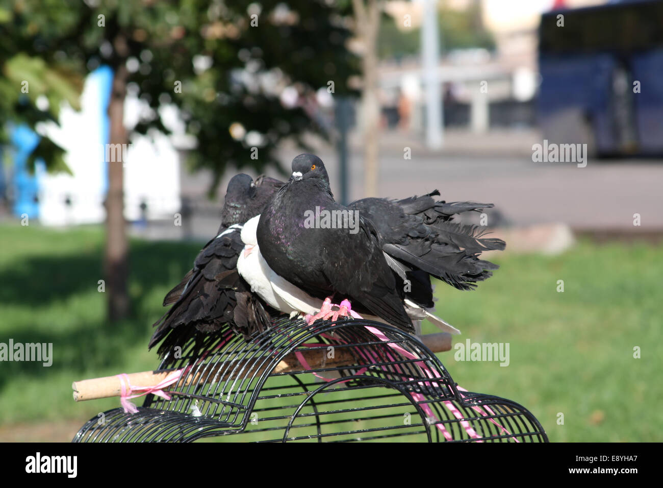 Schwarz / weiß-Tauben im Stadtpark Stockfoto Schwarz / weiß-Tauben im Stadtpark Stockfoto