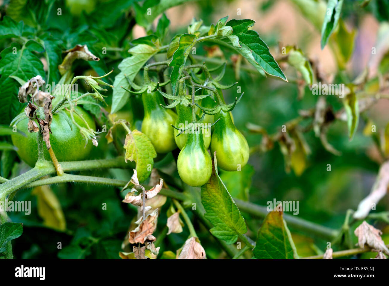 Grüne birnenförmige Tomate Stockfoto