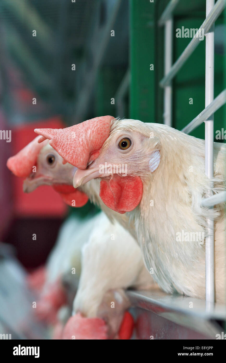 Hühner in einem Käfig in der Nähe der feeder Stockfoto