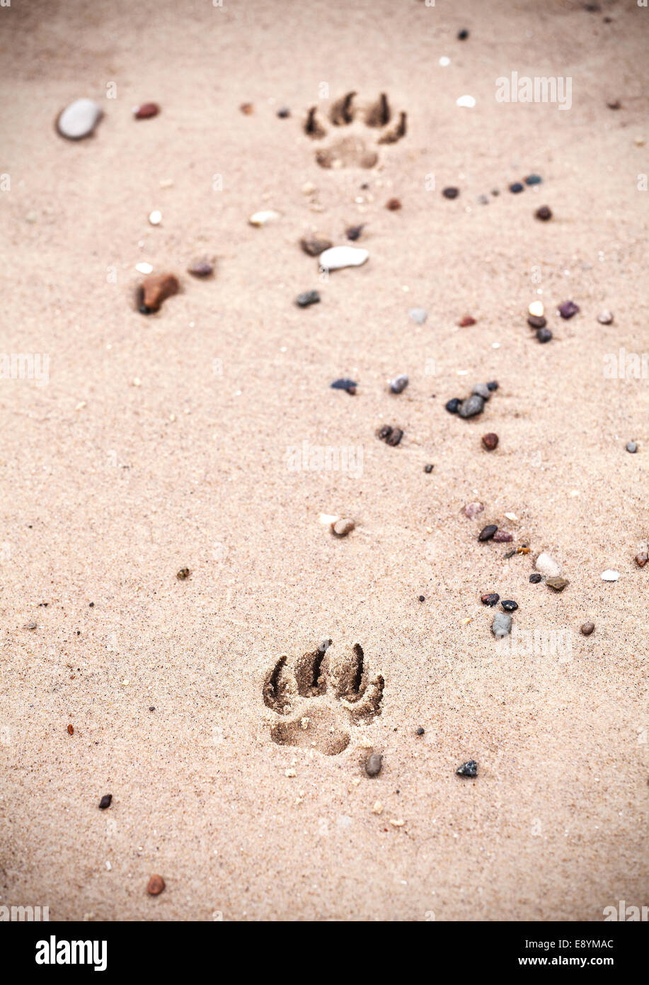 Hundepfote druckt auf den Strandsand. Stockfoto