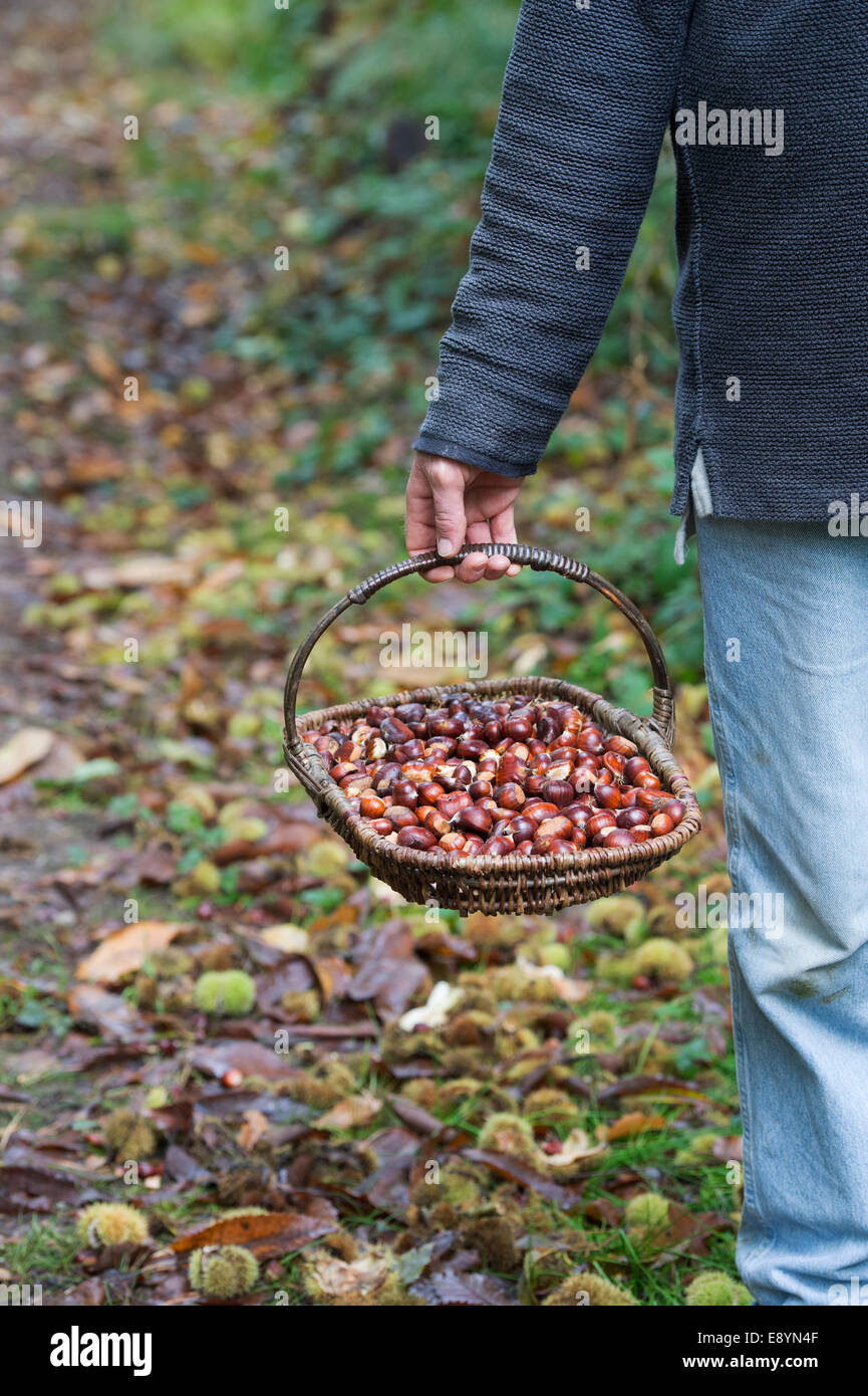 Mann mit einem Weidenkorb voller gesammelten Kastanien. Herbst UK Stockfoto