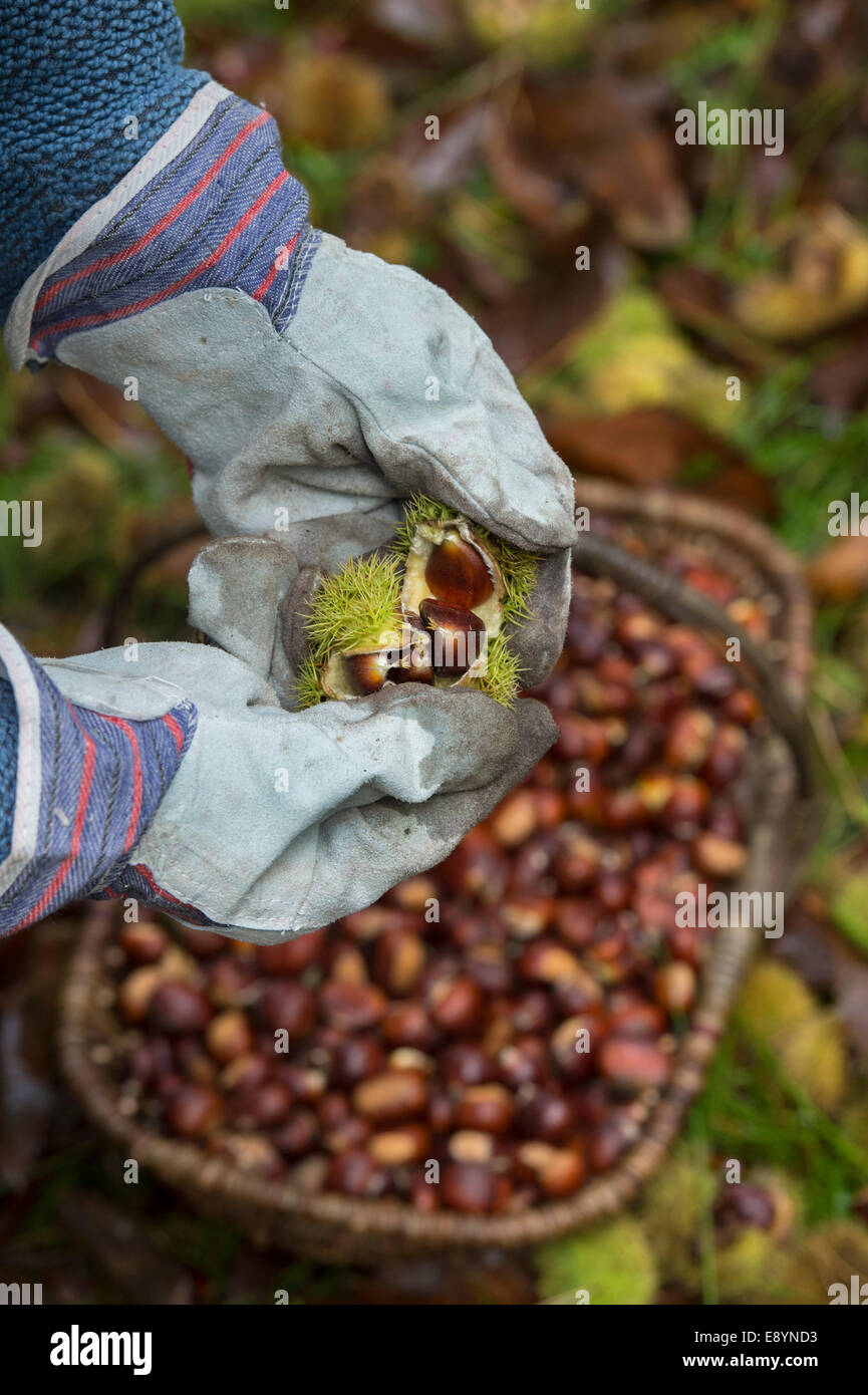 Mann mit Handschuhen öffnen gesammelten Kastanien.  Herbst UK Stockfoto