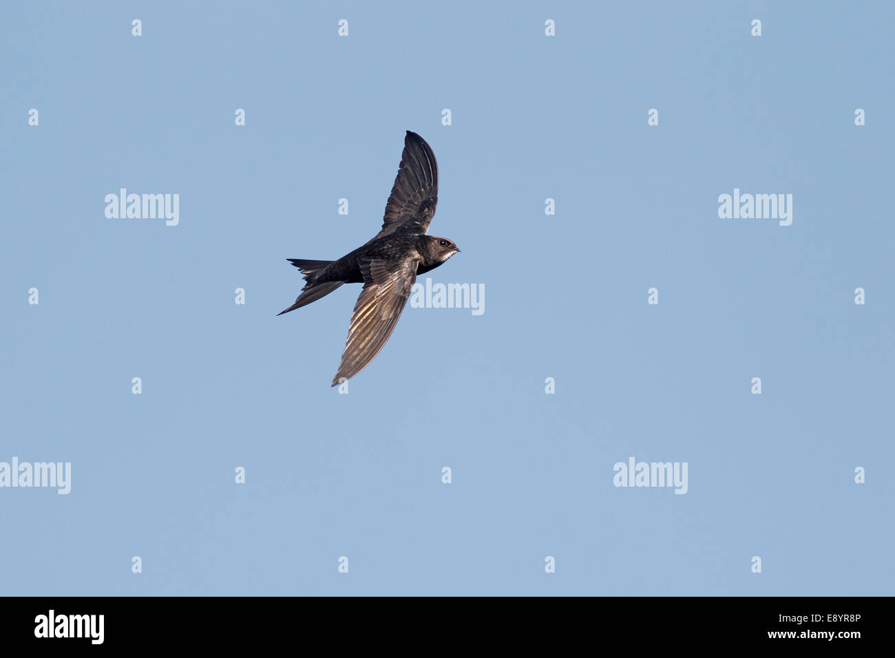 Mauersegler (Apus Apus) während des Fluges Wirral Merseyside UK Juli 1376 Stockfoto