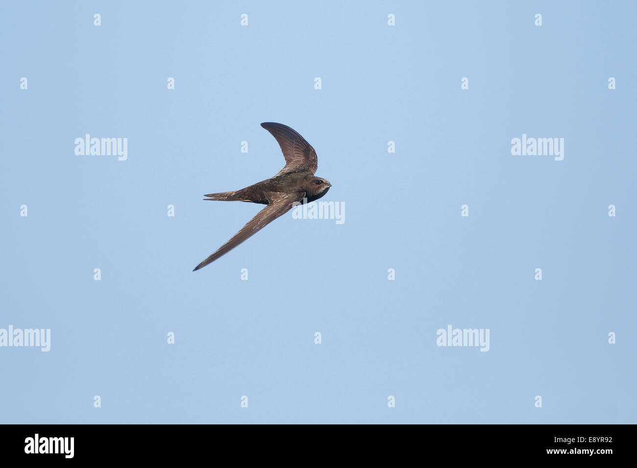 Mauersegler (Apus Apus) während des Fluges Wirral Merseyside UK Juli 52938 Stockfoto