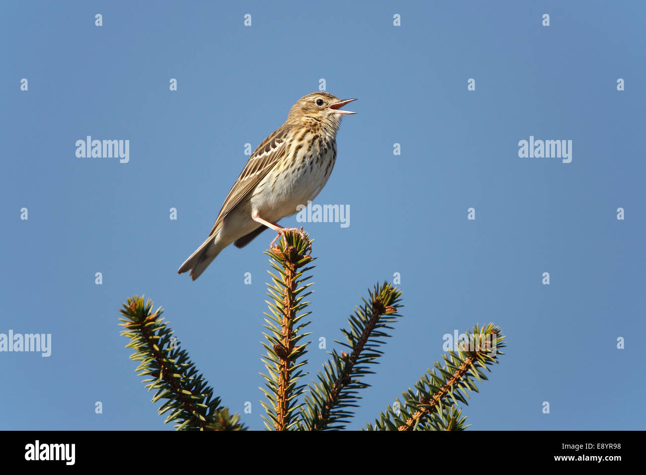 Pieper (Anthus Trivialis) singen im Nadelwald North Wales UK neu wachsende Baum kann 55129 Stockfoto