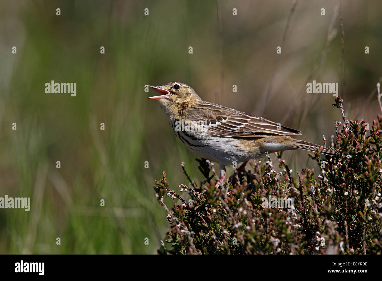 Pieper (Anthus Trivialis) singen gehockt Heide im Nadelwald North Wales UK neu wachsende Baum kann 58350 Stockfoto