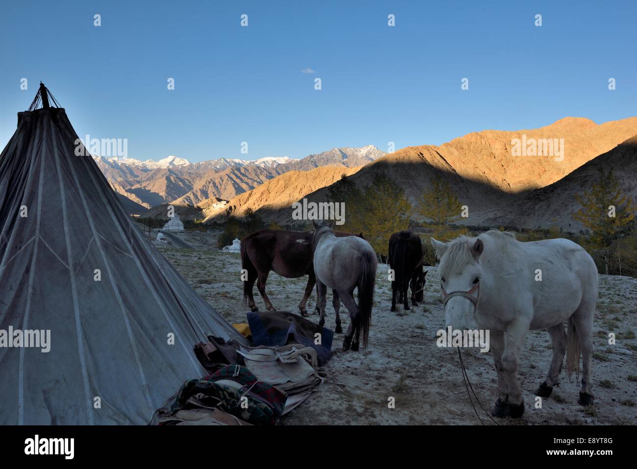 Esel, die vor Nomadenzelten in karzok, leh ladakh, Indien, gefesselt sind Stockfoto