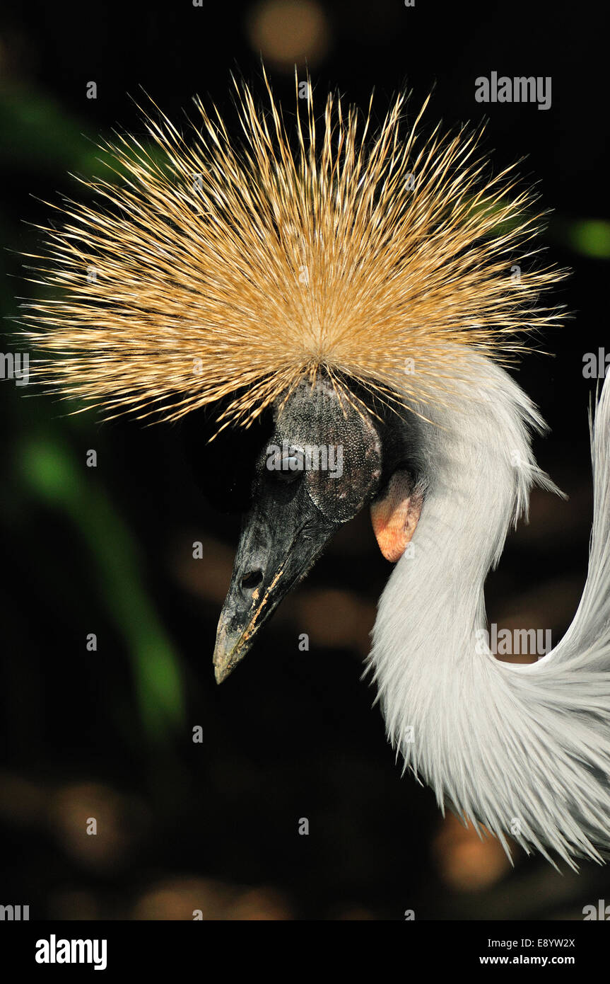 Schwarzer gekrönter Kran (Balearica Pavonina), seltene, Sub-Sahara Afrika Stockfoto