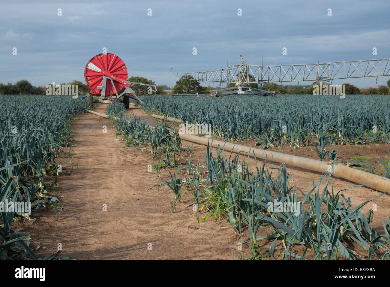 Bewässerungssystem für eine Ernte von Lauch. Lincolnshire, England. Stockfoto