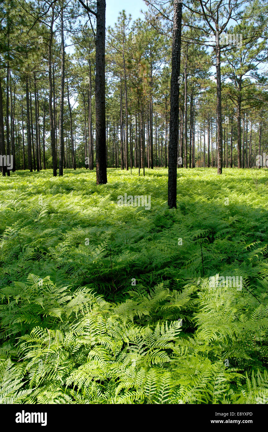 Ein Vew von Millionen von leuchtend grüne Farne wachsen unter den Baumkronen eines Pinienwaldes. Stockfoto