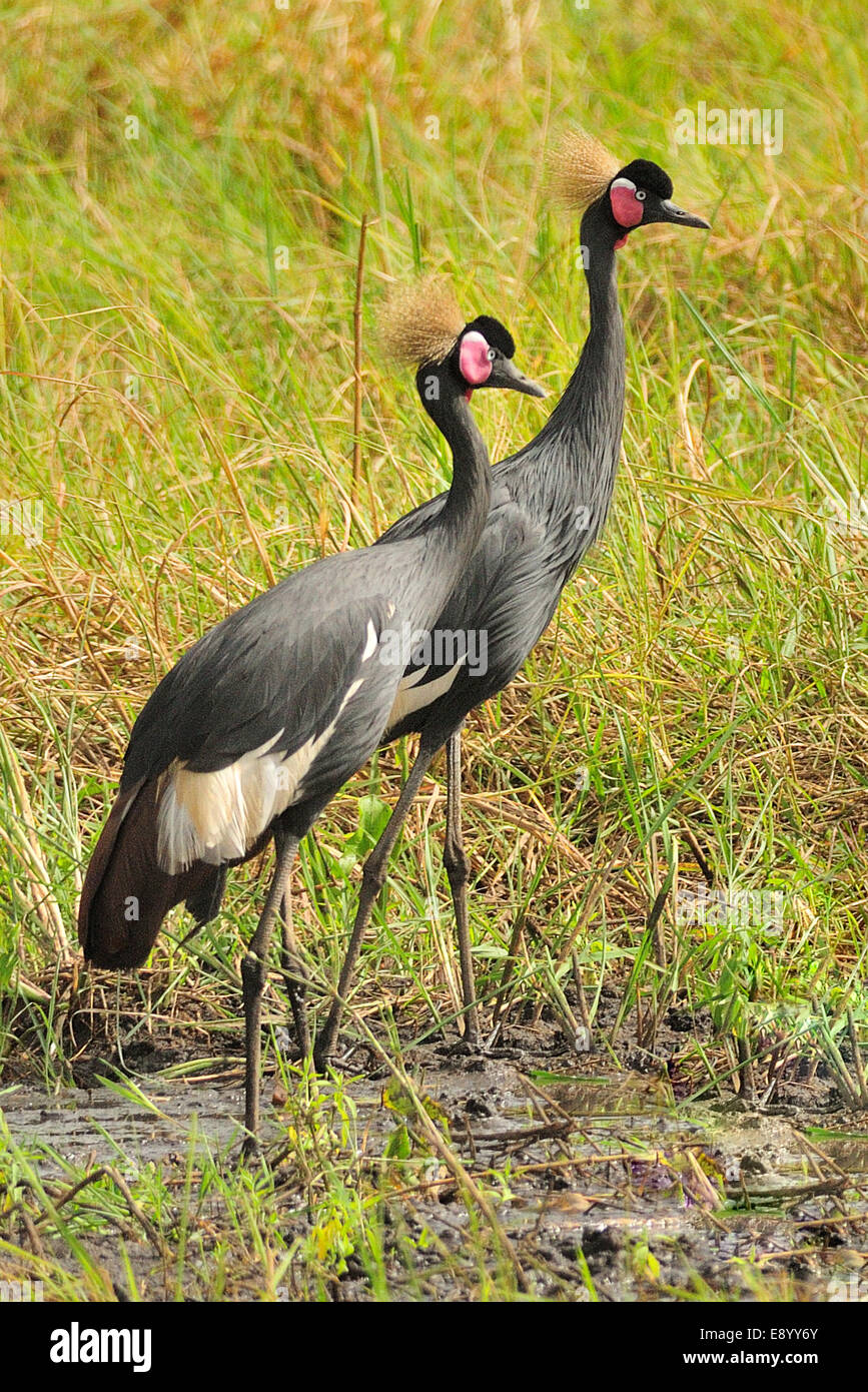 Schwarzer gekrönter Kran (Balearica Pavonina), seltene, Gambela Nationalpark in Äthiopien, Afrika Stockfoto