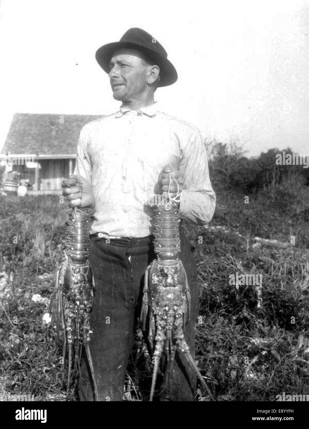 Ein Foto, auf dem Männer mit Hüten gefangen werden, die möglicherweise in der Fischerei tätig sind, neben Häusern in Old Rhodes Key, Florida. Das Bild zeigt auch einen karibischen Hummer, der die lokale Fischkultur der Region zeigt. Stockfoto