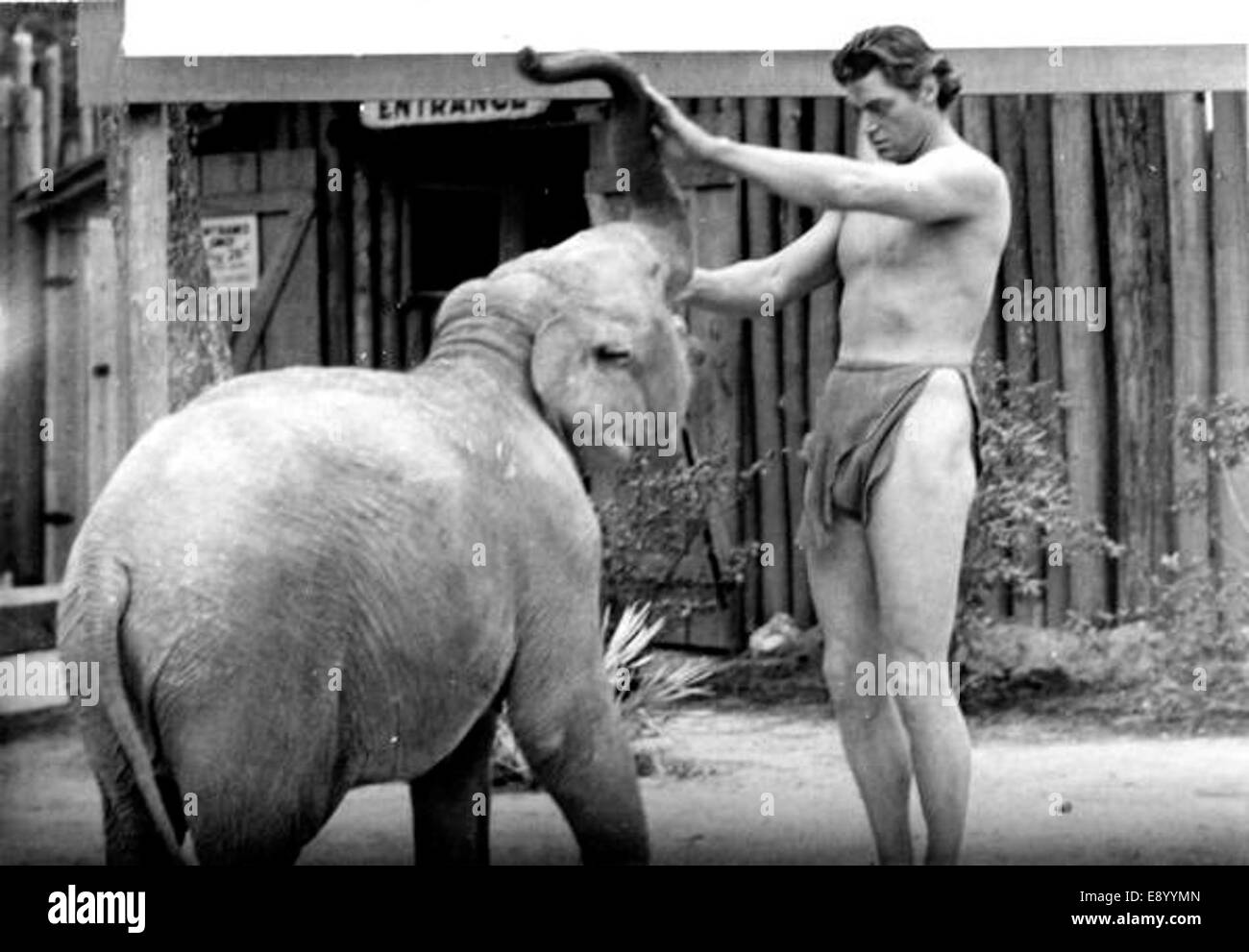 Dieses Bild zeigt Johnny Weismuller, berühmt für die Darstellung von Tarzan, der während der Dreharbeiten in Silver Springs mit einem Elefanten interagiert. Weismuller war bekannt für seine Rolle in Abenteuerfilmen, die oft Wildtiere zeigen. Stockfoto