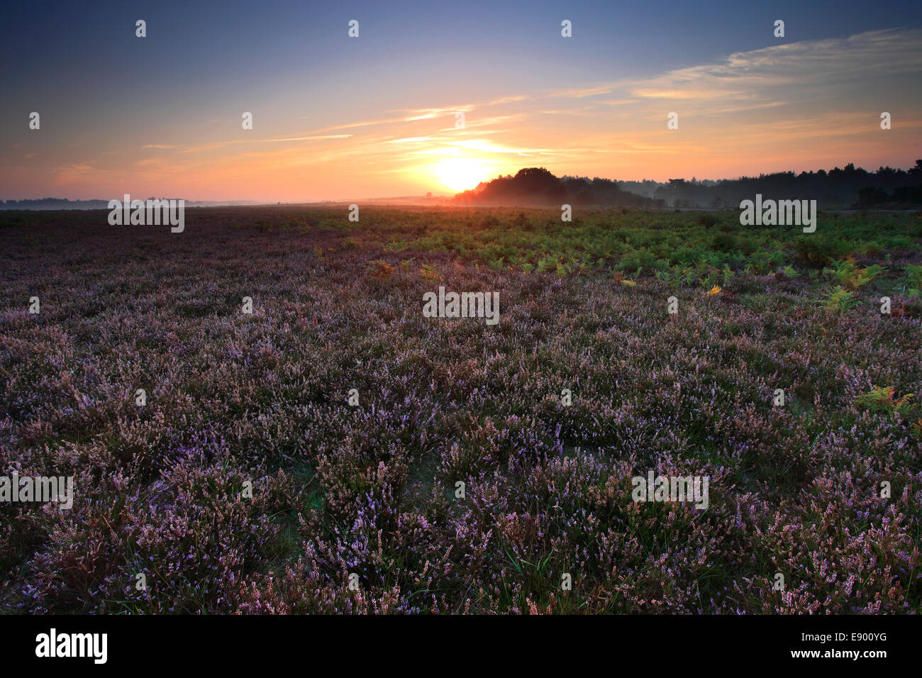 Nebliger Morgen Sonnenaufgang; Ocknell Plain, New Forest National Park; Hampshire County; England; Großbritannien, UK Stockfoto