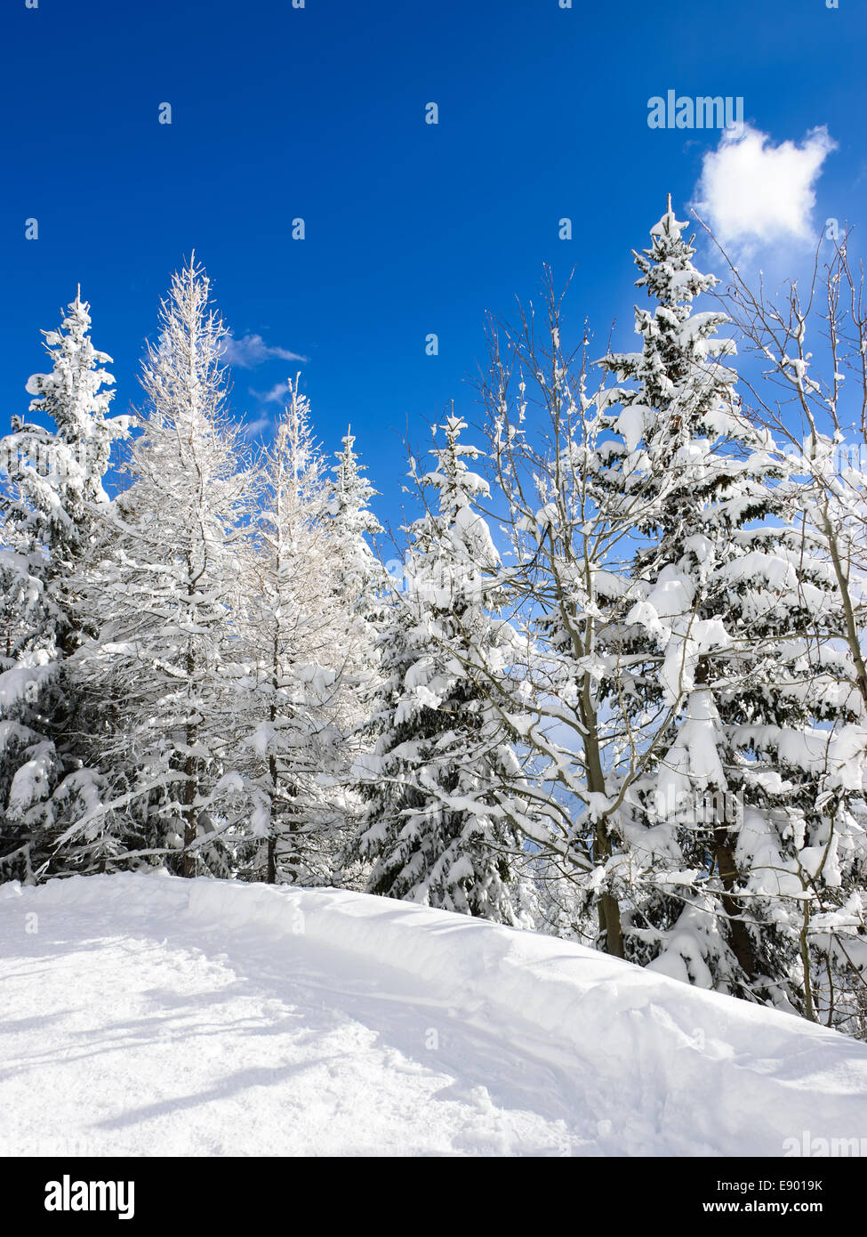 Schnee-Bäume unter blauem Himmel in einem Resort-Skigebiet im Winter. Stockfoto