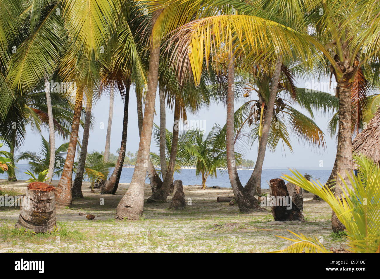 Palmen am Strand von den San Blas Inseln, Panama, Karibik, Mittelamerika Stockfoto