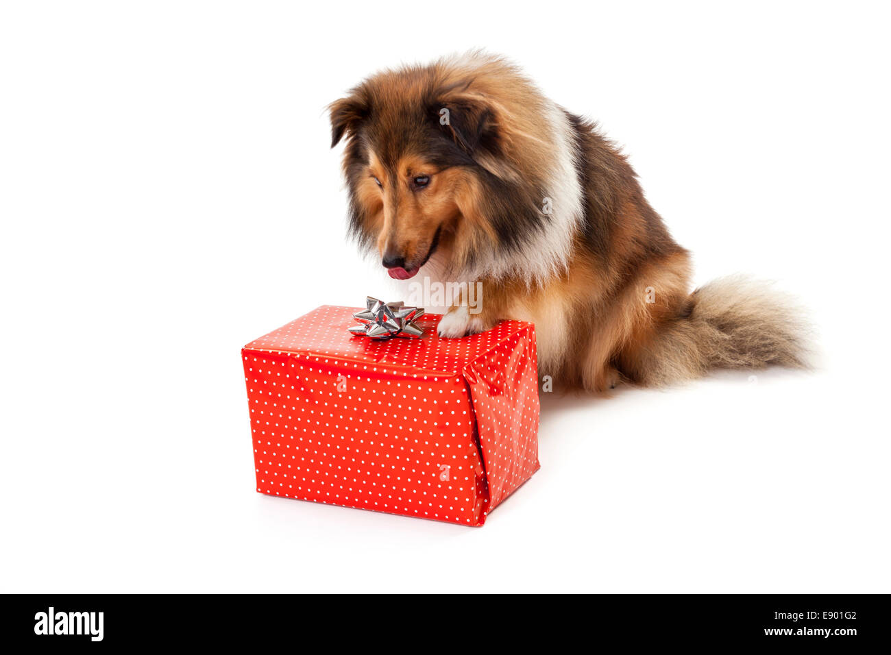 Shetland Sheepdog starrte auf roten Geschenk-box Stockfoto