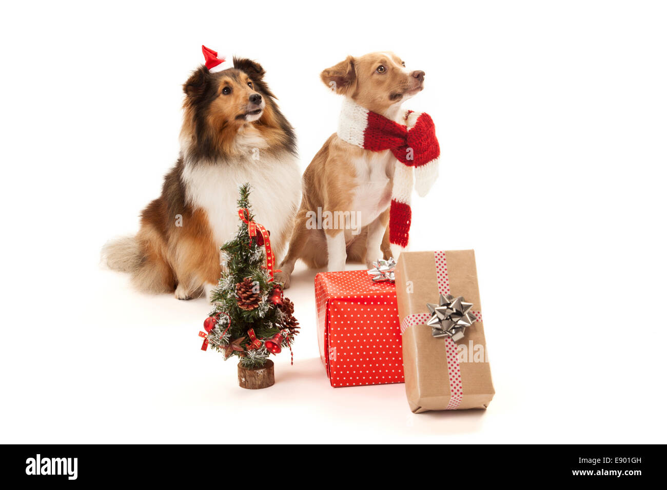 Zwei Hunde mit Weihnachtsgeschenke und einen kleinen Weihnachtsbaum. Stockfoto