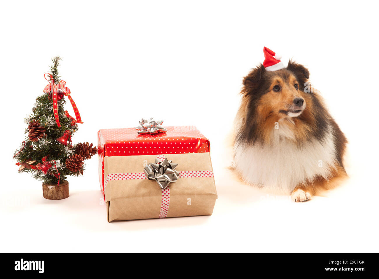Shetland Sheepdog mit Geschenken und Weihnachtsbaum auf weißem Hintergrund Stockfoto