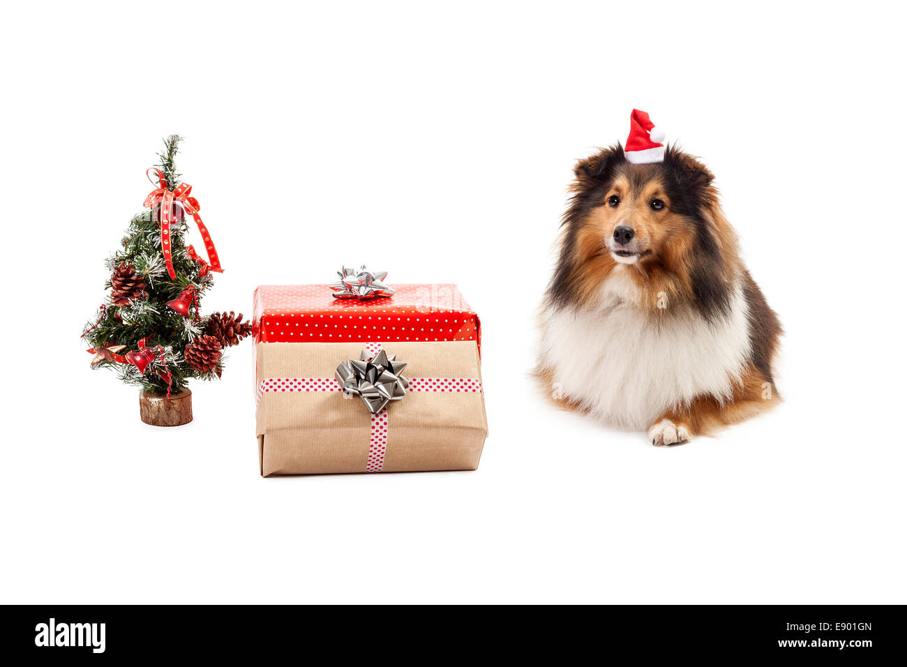 Shetland Sheepdog mit Geschenken und Weihnachtsbaum auf weißem Hintergrund Stockfoto