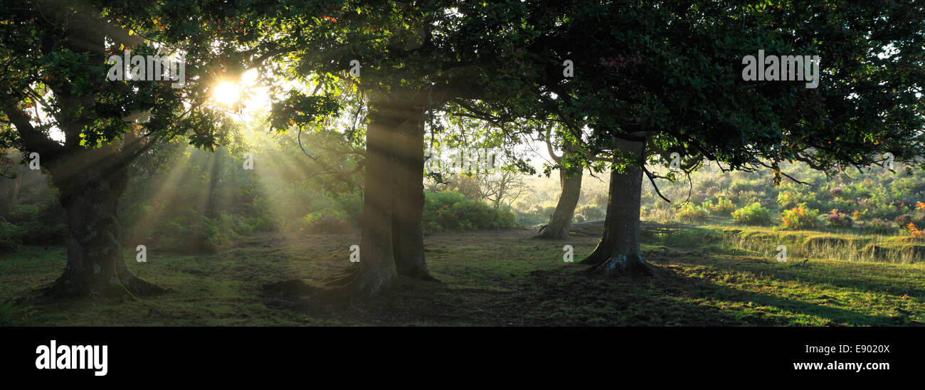 Nebliger Morgen Sonnenaufgang; Wald Bäume, Weiße Moor, New Forest National Park; Hampshire County; England; Großbritannien, UK Stockfoto