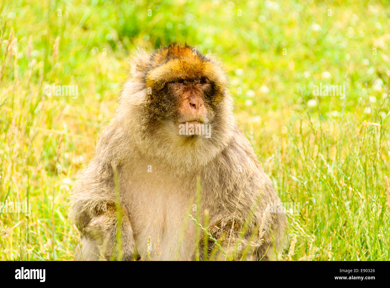 Eine Berberaffe Affe sitzt, beobachtet, inmitten dem Grün des langen Grases in Trentham Monkey Forest. Stockfoto