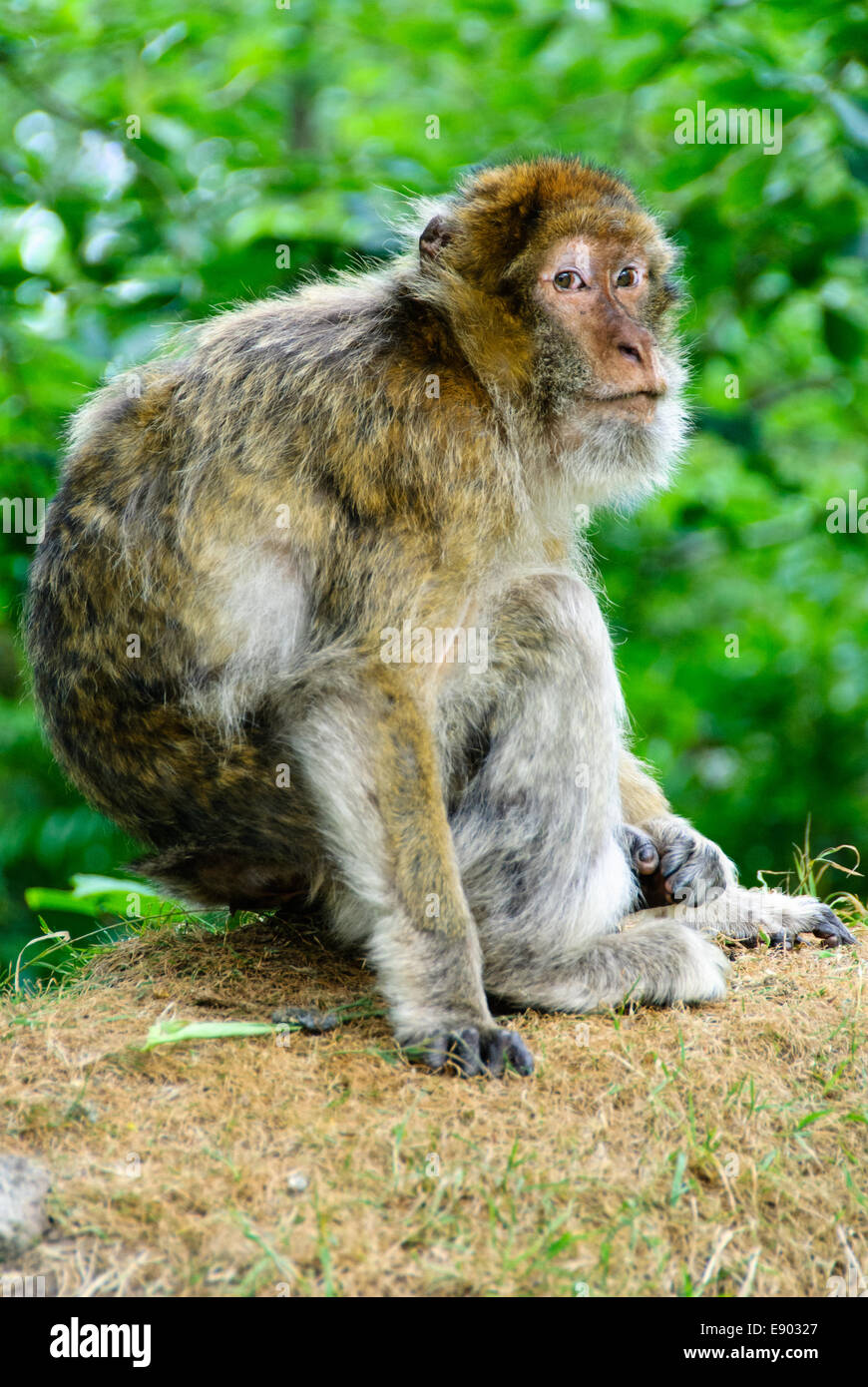 Eine Berberaffe Affe hält ein wachsames Auge über seinem Hoheitsgebiet in Trentham Monkey Forest. Stockfoto
