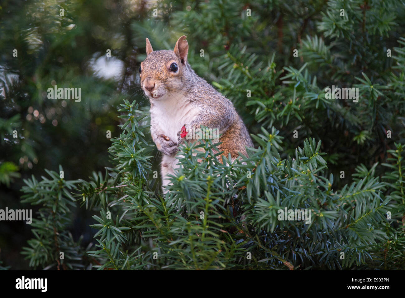 Eine nordamerikanische Baum Eichhörnchen sitzt in einem Baum essen Beeren im Abschnitt Tinton Falls von Monmouth County, New Jersey. Stockfoto