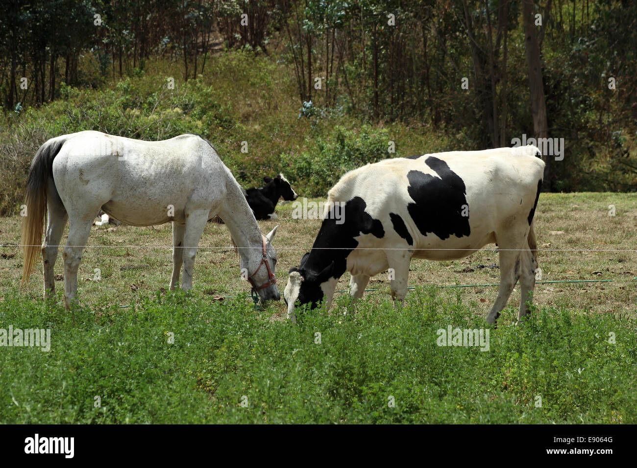 Eine Holstein Kuh und ein weißes Pferd auf einer Weide des Bauern in Cotacachi, Ecuador Stockfoto