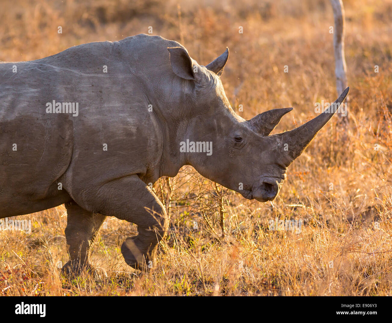 Krüger-Nationalpark, Südafrika - Weißes Nashorn Stockfoto