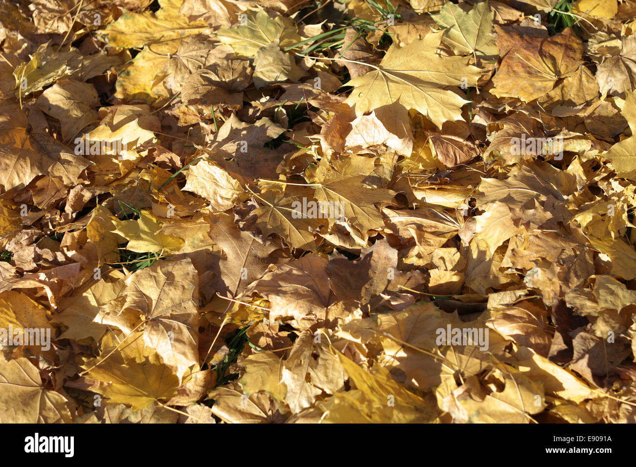 Gelbe Maple Teppich im Herbst Stockfoto