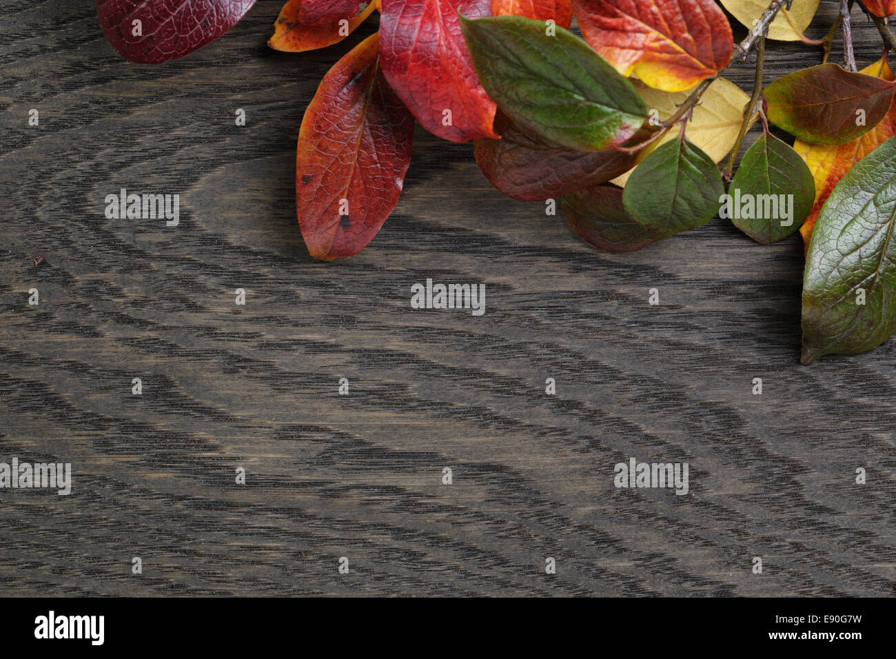 Herbst Hintergrund mit Bush hinterlässt auf gefärbten Eichentisch direkt von oben Stockfoto