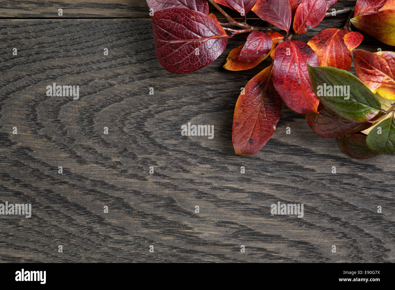 Herbst Hintergrund mit Bush hinterlässt auf gefärbten Eichentisch direkt von oben Stockfoto