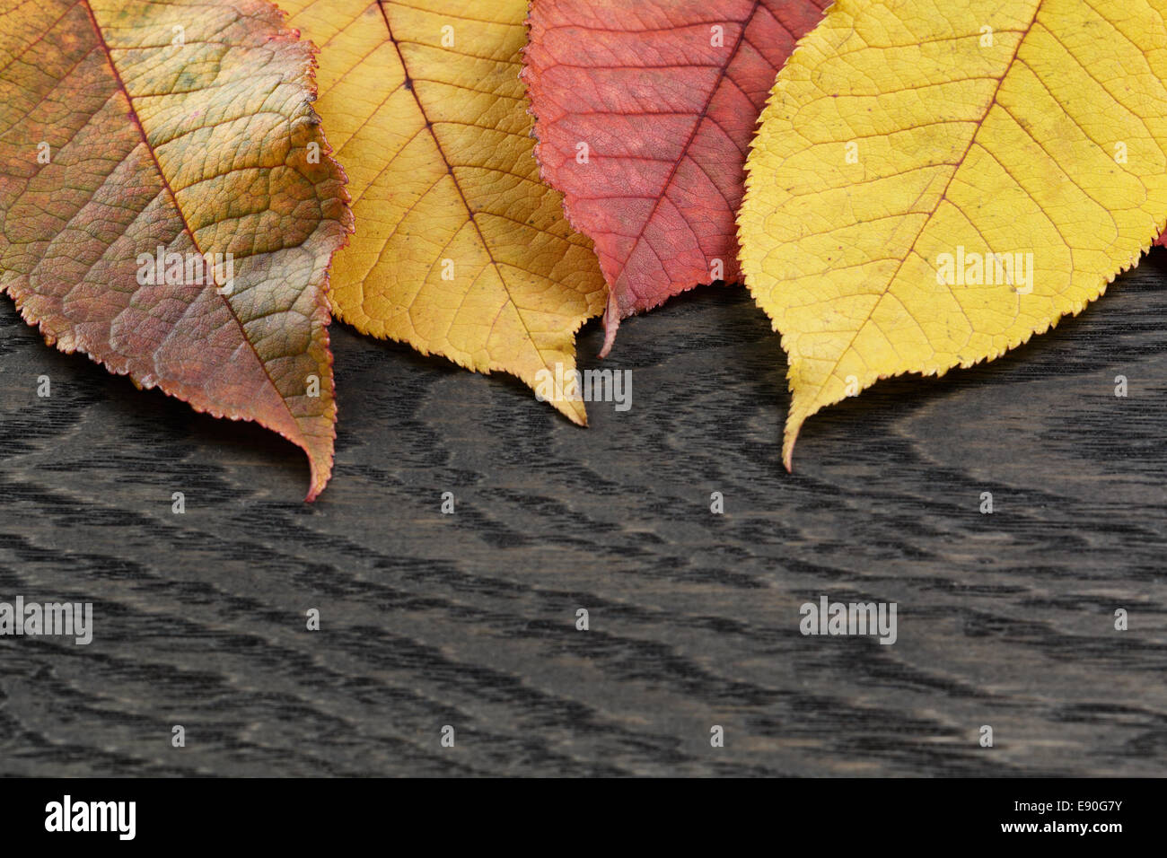 Herbst Kirsche hinterlässt auf alten Eichentisch direkt von oben Stockfoto