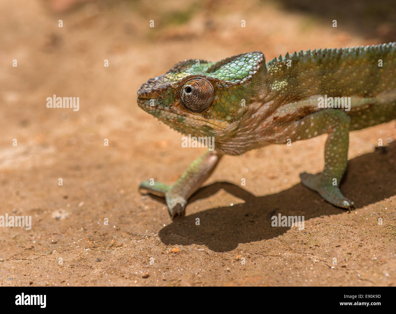 Bunte Chamäleon Madagaskars Stockfoto