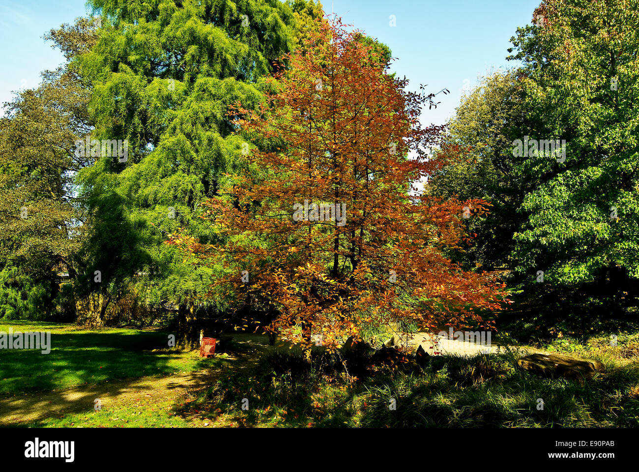 Park im Herbst Stockfoto